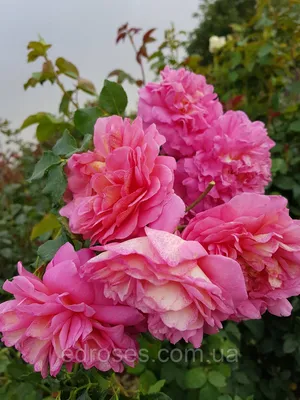 Фотография розы кристофер марлоу для скачивания в jpg