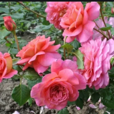 Роза кристофер марлоу на фото - размер 1024x768