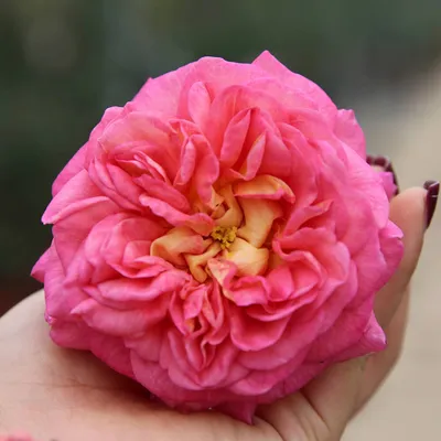 Фотка розы кристофер марлоу в формате png