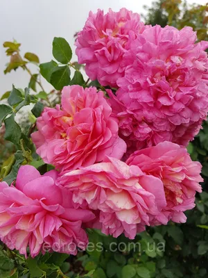Изображение розы кристофер марлоу с возможностью скачать в webp