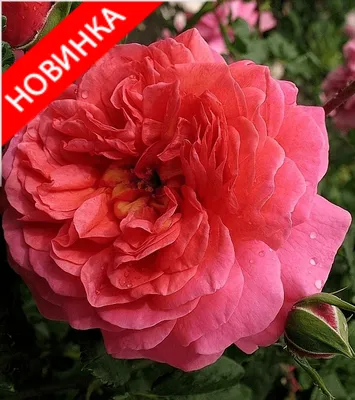 Картинка розы кристофер марлоу - формат jpg, размер 800x600