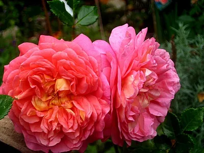 Фото розы кристофер марлоу в формате png