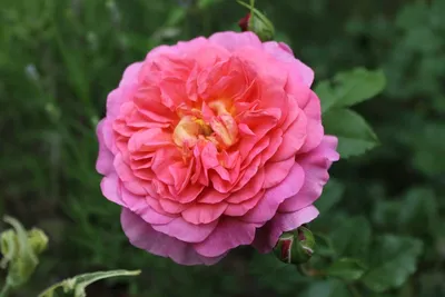 Фотография розы кристофер марлоу - скачать в jpg