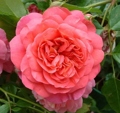Роза кристофер марлоу на фото - размер 1280x720, формат webp