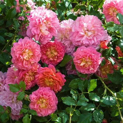 Изображение розы кристофер марлоу в формате webp