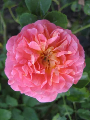 Картинка розы кристофер марлоу с возможностью скачать в webp