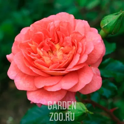 Фотография розы кристофер марлоу в формате png