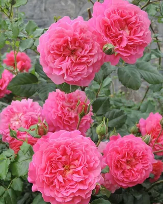 Фотка розы кристофер марлоу для скачивания в jpg
