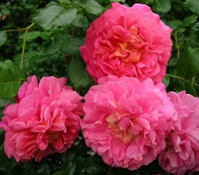 Изображение розы кристофер марлоу в формате png