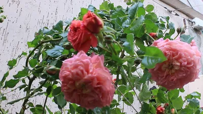 Картинка розы кристофер марлоу - скачать в jpg