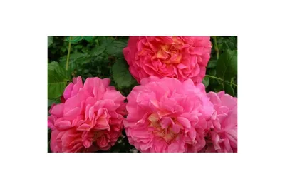 Фото розы кристофер марлоу - размер 800x600, формат webp