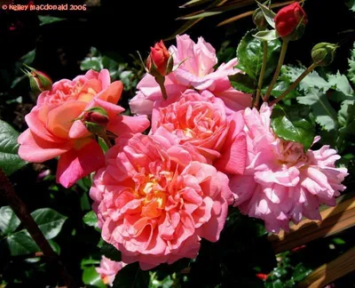 Изображение розы кристофер марлоу в формате webp