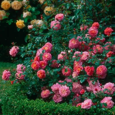 Картинка розы кристофер марлоу с возможностью скачать в png