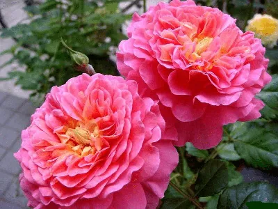 Роза кристофер марлоу на фото - формат jpg, размер 1280x720