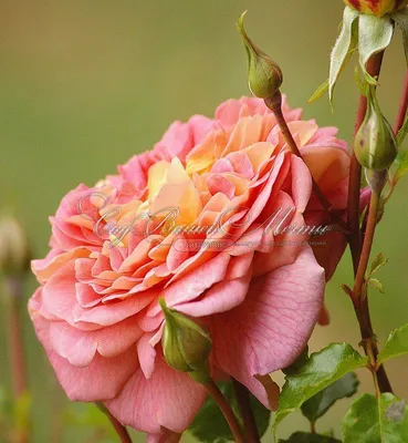 Фотка розы кристофер марлоу в формате webp