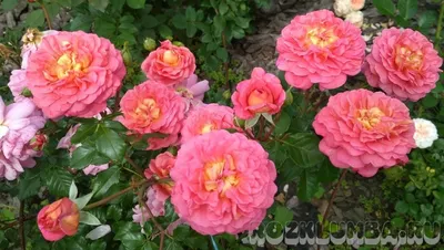 Изображение розы кристофер марлоу с возможностью скачать в jpg