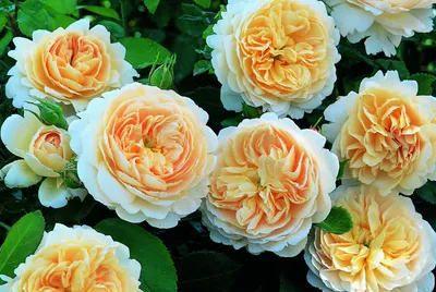 Роза крокус роуз: Фото высокого разрешения в формате JPG