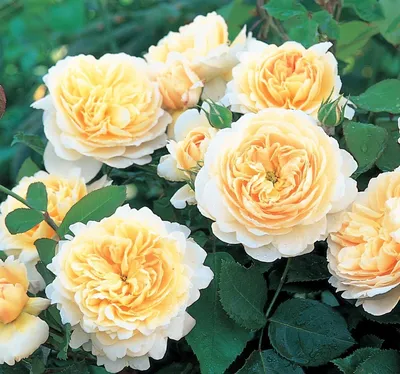 Фото красивой розы крокус роуз