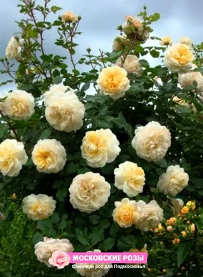 Фото розы крокус роуз: прекрасный подарок для любителей цветов