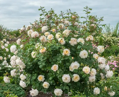 Роза крокус роуз в высоком разрешении: возможность скачать jpg, png, webp