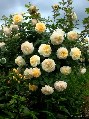 Фотография розы крокус роуз: украшение для любого дизайна