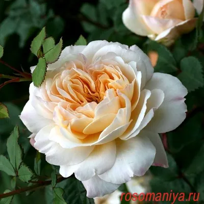 Фото розы крокус роуз в формате WebP: новейшая технология для лучшего качества