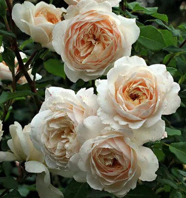 Картинка розы крокус роуз: выберите идеальное разрешение