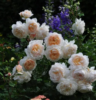 Фотка розы крокус роуз: идеальное дополнение для вашего проекта