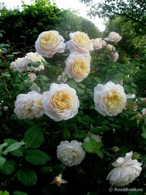 Изображение розы крокус роуз для печати: выберите желаемый формат