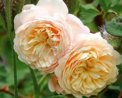 Фото розы крокус роуз: совершенный подарок для ценителей природы