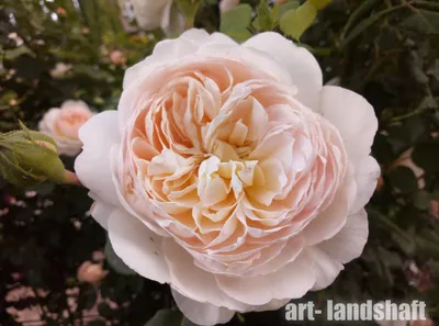 Роза крокус роуз в высоком разрешении: возможность скачать в различных форматах