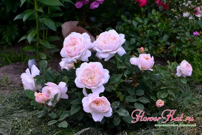 Фотография розы крокус роуз: великолепное изображение для любой цели