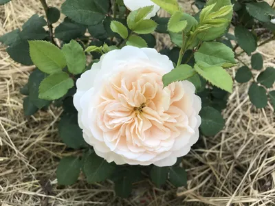 Фото розы крокус роуз в формате WebP: передовая технология для максимальной четкости