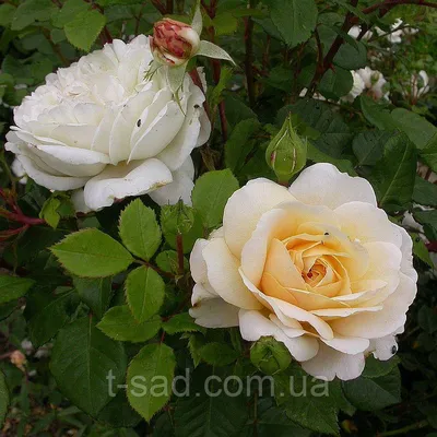 Картинка розы крокус роуз: выберите оптимальное разрешение