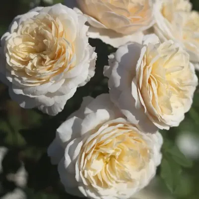 Фотка розы крокус роуз: прекрасное дополнение для вашего проекта