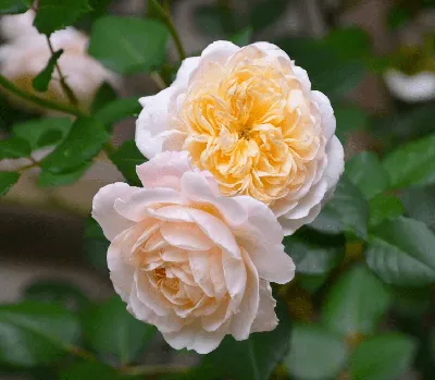Изображение розы крокус роуз для печати: выберите удобный формат