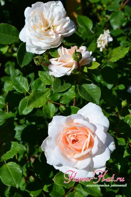 Фото розы крокус роуз: отличный подарок для любителей природы