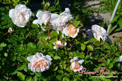 Изображение розы крокус роуз: выберите размер и формат