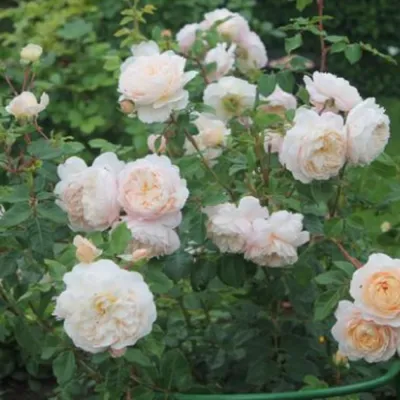 Роза крокус роуз в высоком разрешении: возможность загрузки в различных форматах