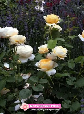 Фотография розы крокус роуз: прекрасное изображение для любых целей