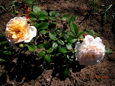 Крокус роуз: Оригинальная фото-картинка с выбором формата