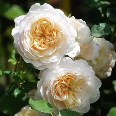 Фото розы крокус роуз в формате WebP: передовая технология для наилучшего качества