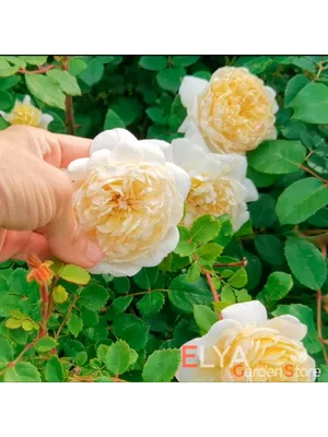 Картинка розы крокус роуз: выберите желаемое разрешение