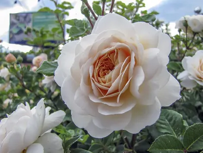 Фотка розы крокус роуз: превосходное дополнение к вашему проекту