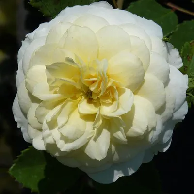 Фото розы крокус роуз: идеальный подарок для ценителей природы