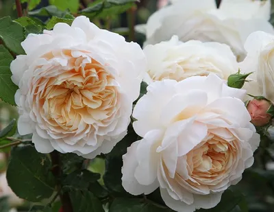 Фотография розы крокус роуз для скачивания
