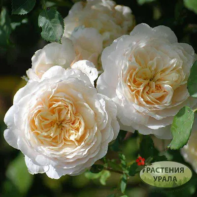 Роза крокус роуз в высоком разрешении: выберите предпочтительный формат