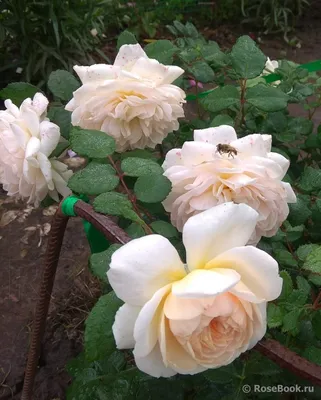 Фотография розы крокус роуз: прекрасное изображение для любых проектов