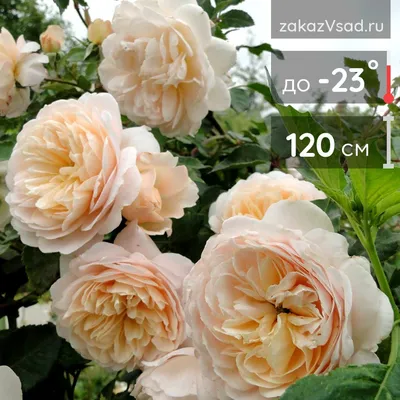 Фото розы крокус роуз в формате WebP: высокое качество и комфорт использования
