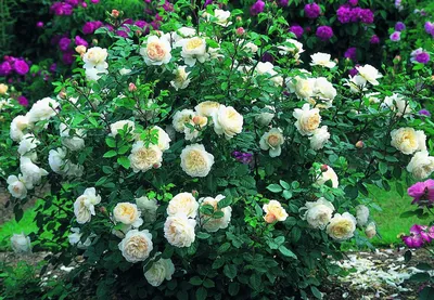 Картинка розы крокус роуз: выберите нужный размер